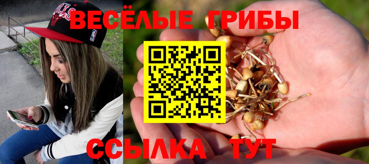 Галлюциногенные грибы Psilocybe Димитровград
